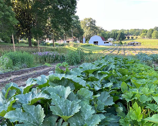 a row of zucchini plants in front of a white barn